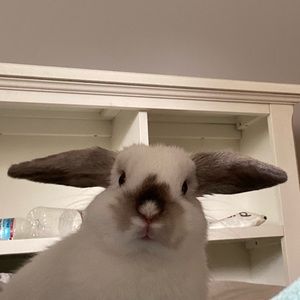 Meet your Posher, Talia